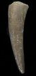Fossil Plesiosaur Tooth - Morocco #39837-1